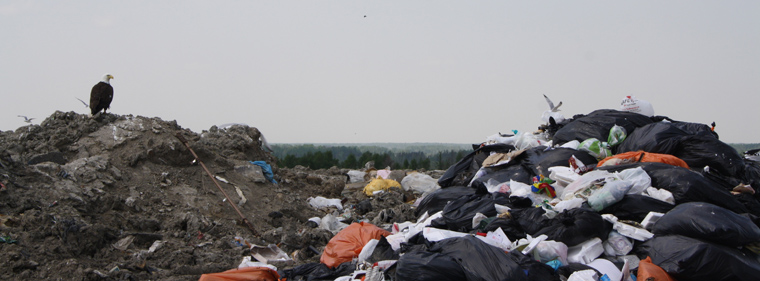 Bald eagle at the Fort Frances Landfill Site