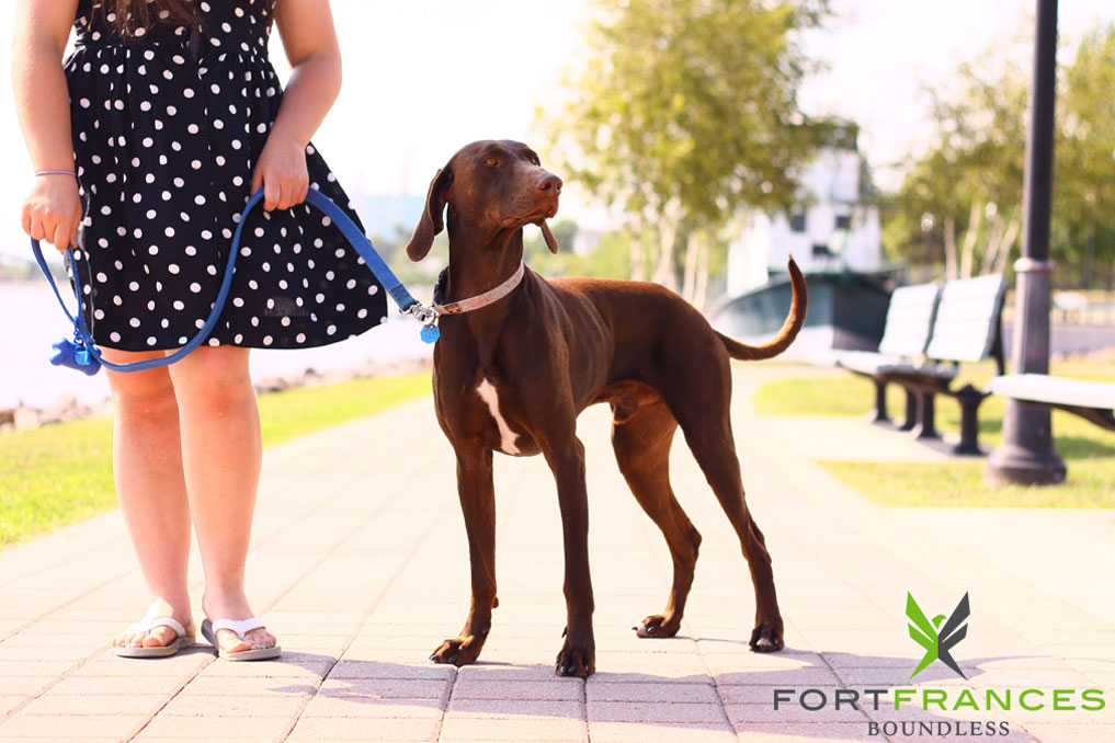Dog walking on riverfront in Fort Frances Ontario